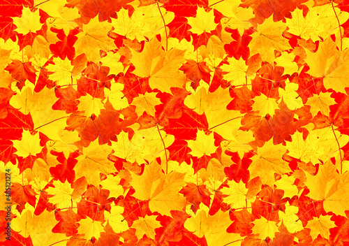 Bright pattern of red-orange maple leaves. Seamless background of autumn maple leaves.