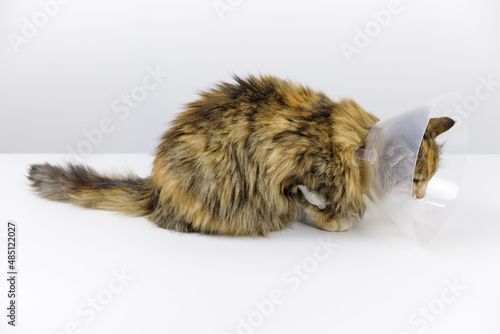 Fototapeta Naklejka Na Ścianę i Meble -  Tricolor cat on veterinary table Veterinary cone is worn on the cats head. Cat with purulent wound on its side Surgical operation of animal Illustration of article on purulent asbestosis