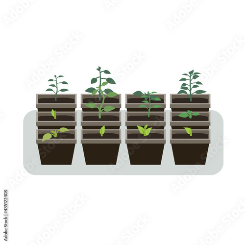 Growing seedlings in pots for the spring gardening season.