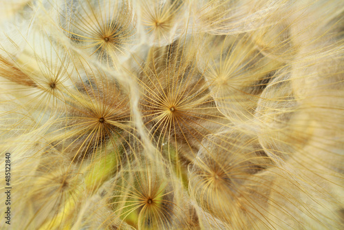 Still life of a dandelion