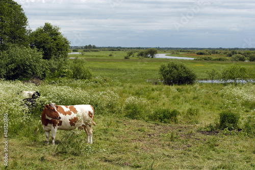 Cows in the meadows by the Biebrza River, Biebrza National Park, Poland, Europe photo