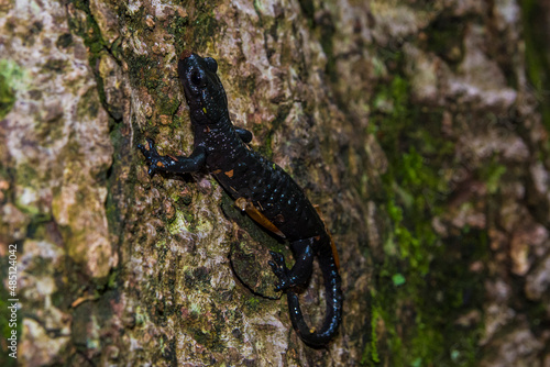 Alpine salamander, salamandra atra, in the forest. Black species of the salamander in Bijele i Samarske stjene nature area in Croatia, Europe photo