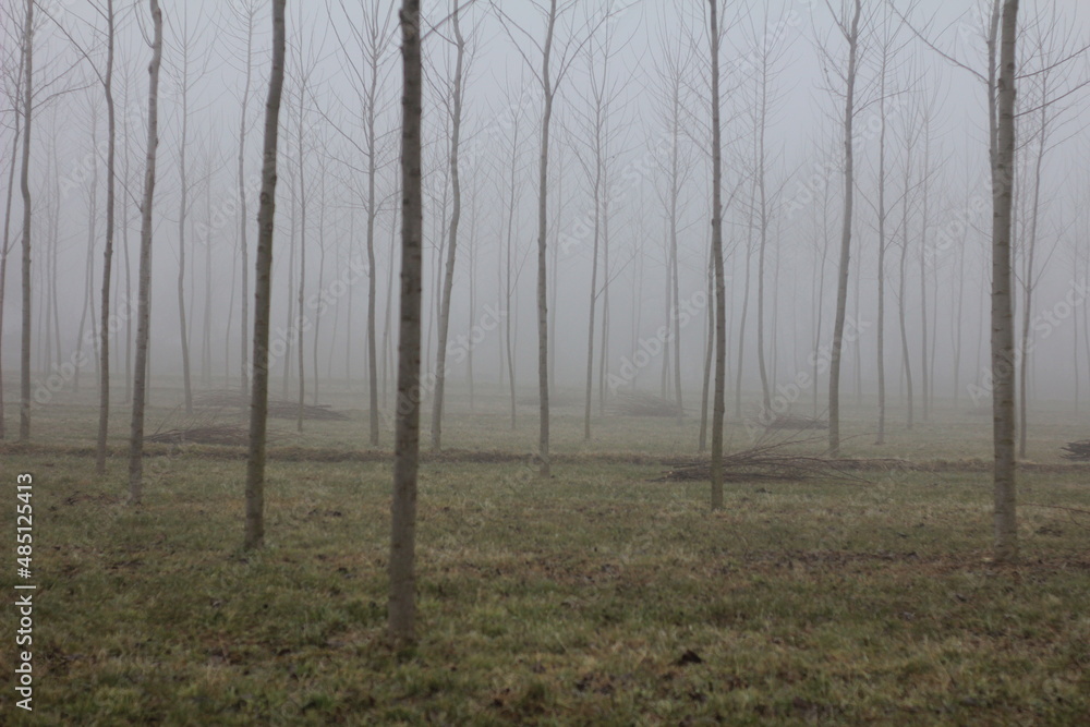Obraz premium nebbia autunno inverno fog pianura