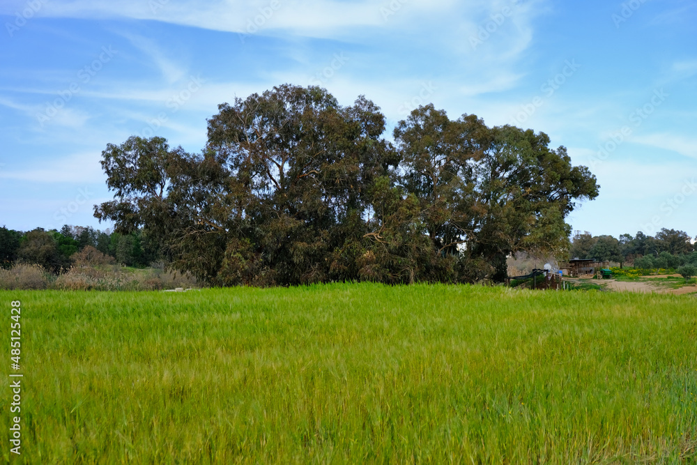 The big tree in green wheat or barley field The big tree in green wheat or barley field