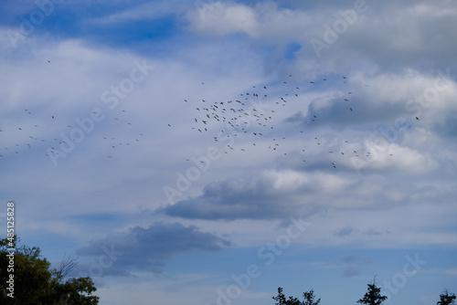 The flock of birds flying in the cloudy blue sky.