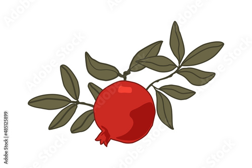 Vector pomegranate fruit with leaves illustration on white background. Jpeg in high resolution for floral design