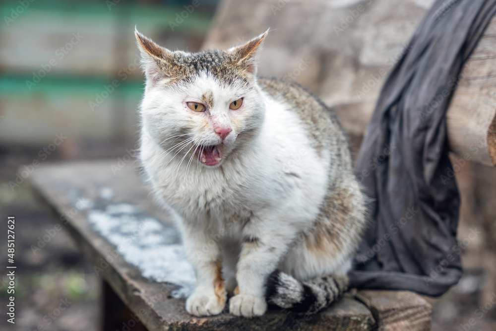 A homeless cat with sore eyes sits on an old bench and opens its mouth wide A homeless cat with sore eyes sits on an old bench and opens its mouth wide