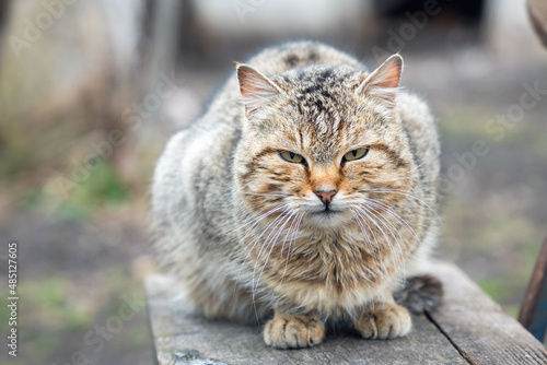 Brown cat with an angry look sits on an old bench