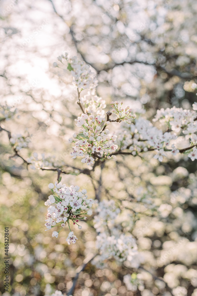 Spring blooms