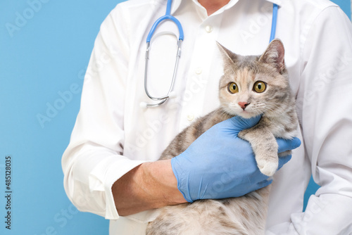 Veterinary examination of the cat. kitten at the veterinarian. Animal clinic. Pet check and vaccination. Healthcare