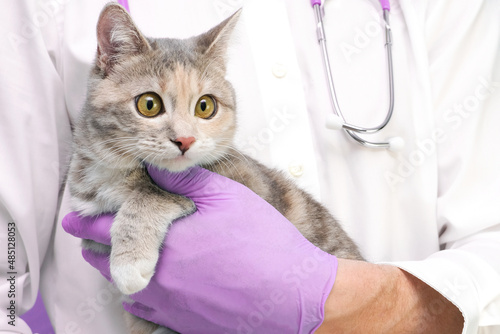 Veterinary examination of the cat. kitten at the veterinarian. Animal clinic. Pet check and vaccination. Healthcare. on a purple background