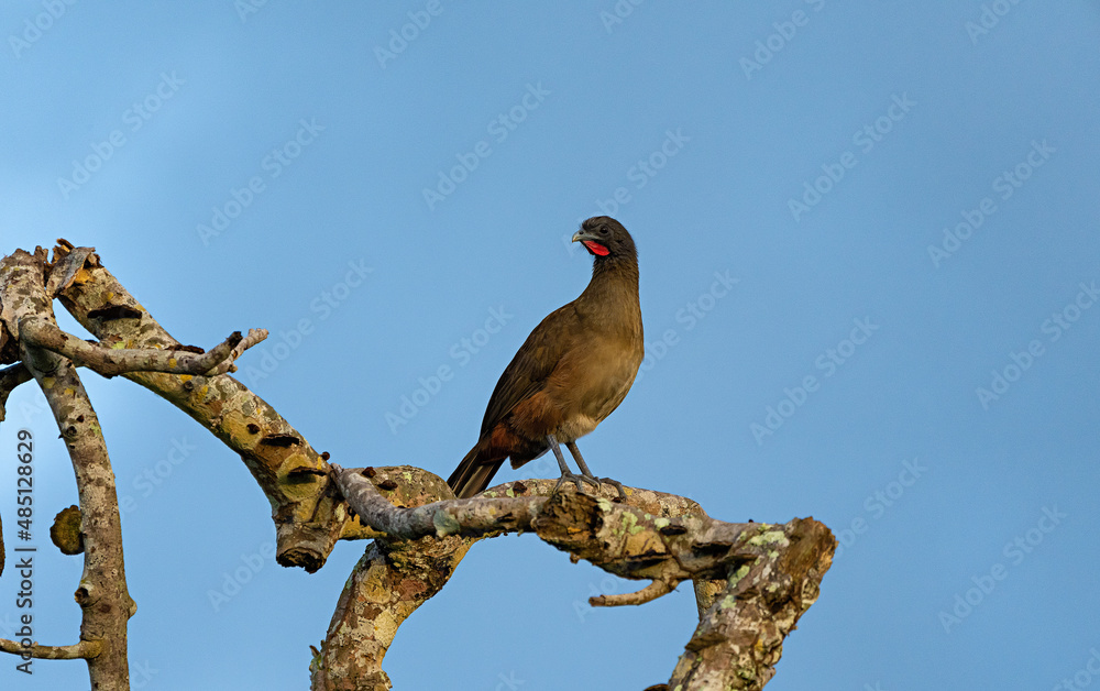 Guacharaca bird standing on a tree branch at sunset, Venezuela Guacharaca bird standing on a tree branch at sunset, Venezuela