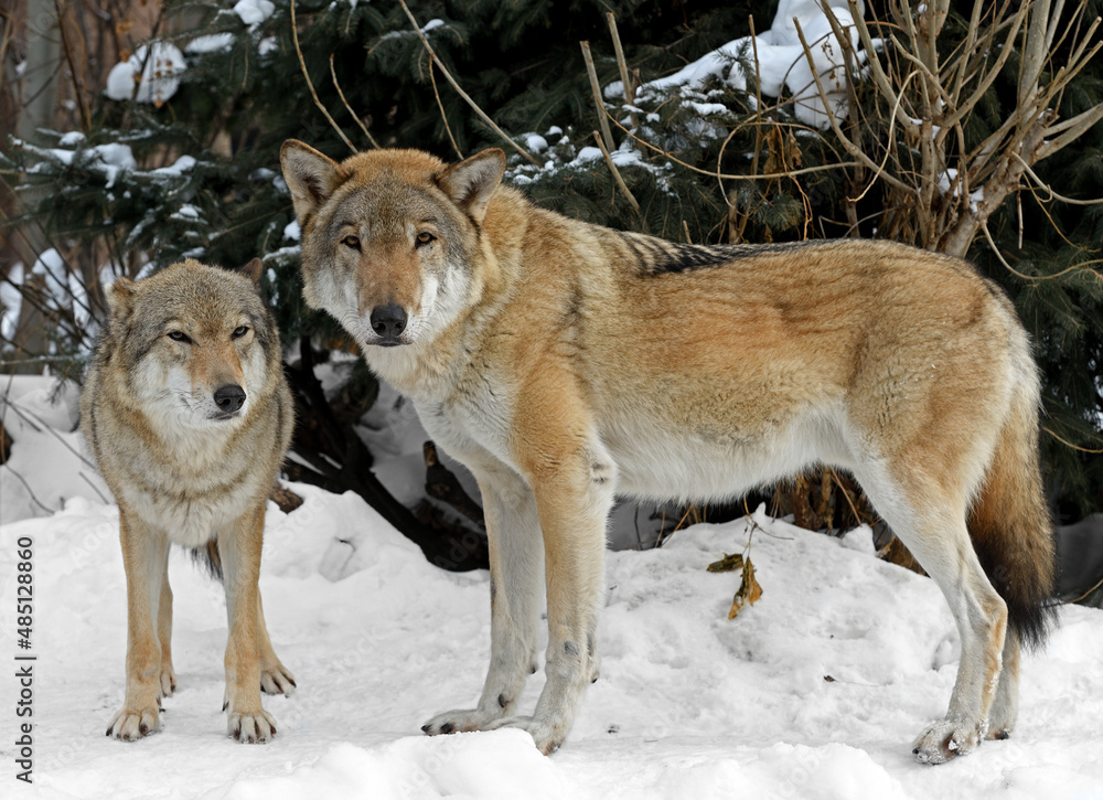 Gray Wolf couple (Canis lupus) look at us