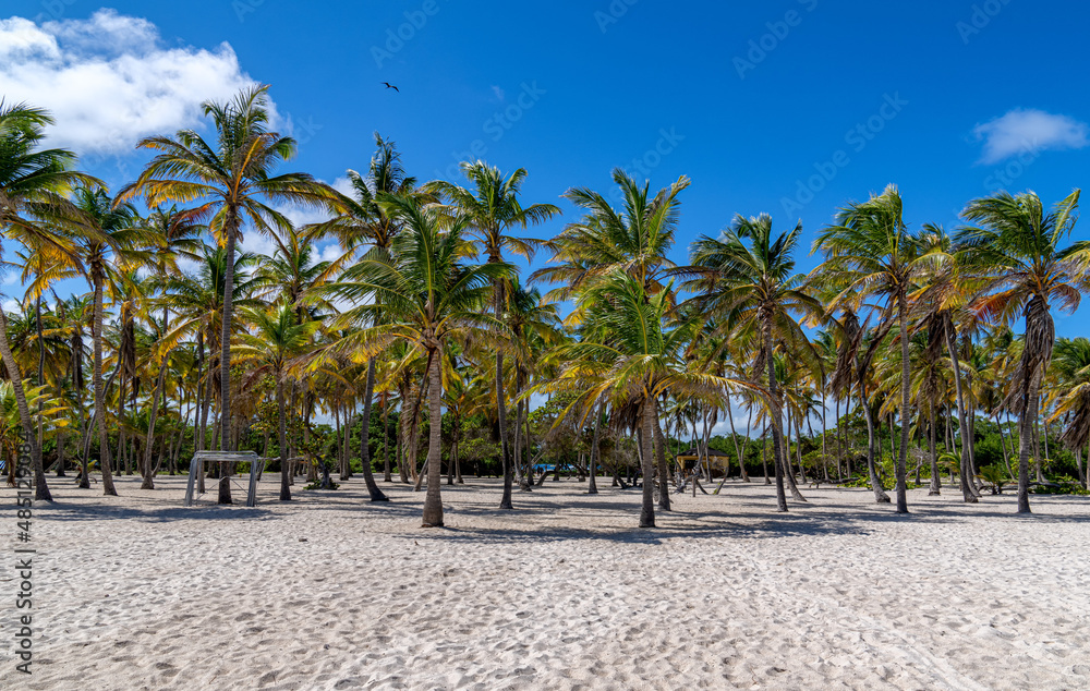 Coconut palm trees in a paradisiac island in Morrocoy National Park, Venezuela.