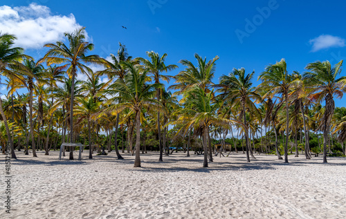 Coconut palm trees in a paradisiac island in Morrocoy National Park, Venezuela.