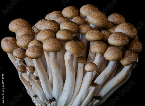mushrooms grow on a black background