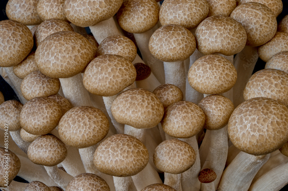 mushrooms grow on a black background mushrooms grow on a black background