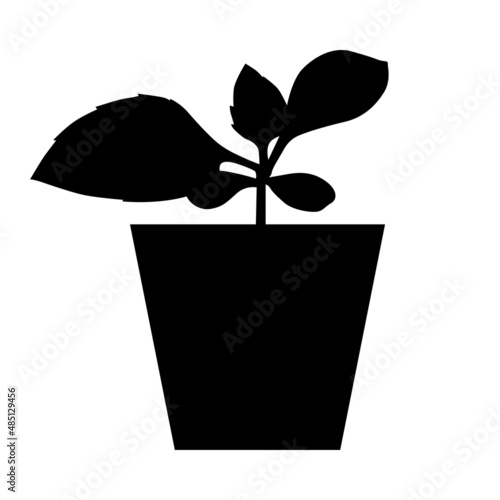 Silhouette of aster seedlings in a pot
