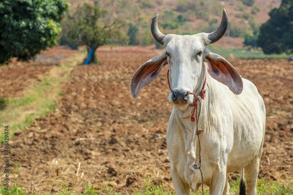 Kho-Lan cow in the countryside of Prachuap Khir Khan, Thailand Kho-Lan cow in the countryside of Prachuap Khir Khan, Thailand