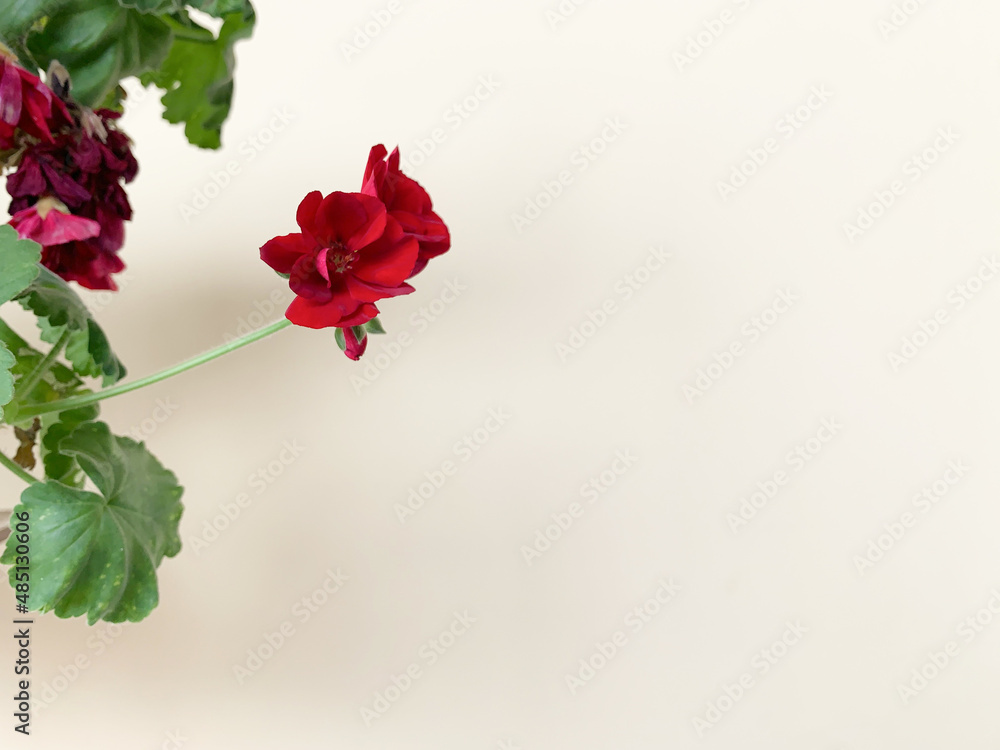 Blossom red flower with space at the background. Blossom red flower with space at the background.