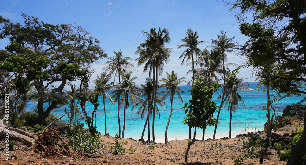 Coconut palm tree at Unian Beach, Semau Indonesia.