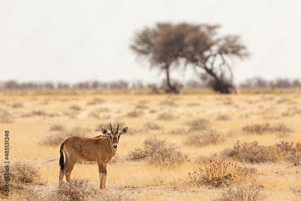 Fototapeta premium Antelope in the Etosha National Park. Namibia