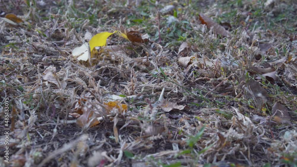 Fallen leaves on ground. Autumn colorful foliage. Season change concept. Fallen leaves on ground. Autumn colorful foliage. Season change concept.