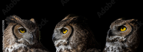 Print op canvas Great Horned Owl Portraits