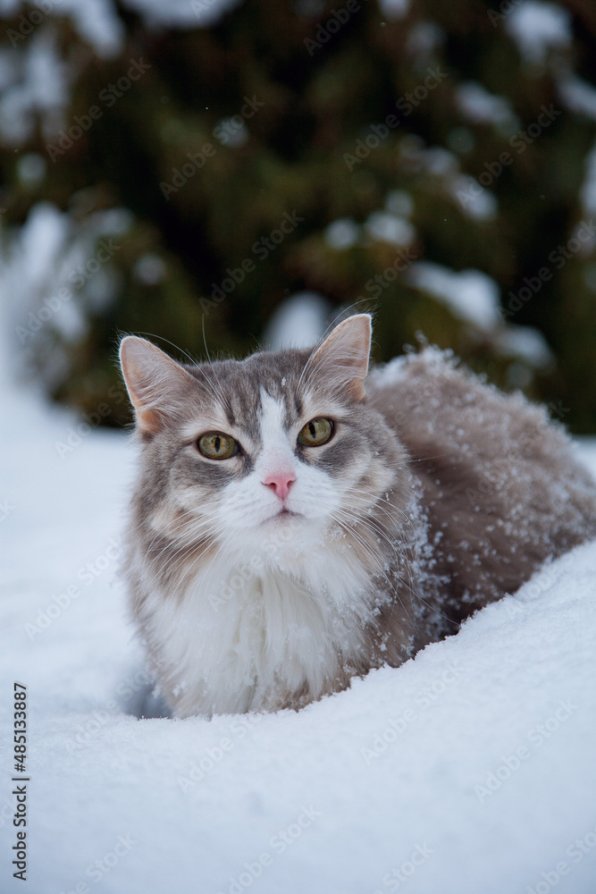 fluffy grey cat walks in the snow