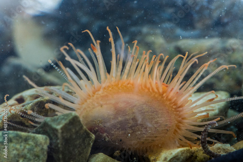 Εκτύπωση καμβά Spiny Filla Shel, Lima Lima, in Jadran sea, Umag, Croatia.