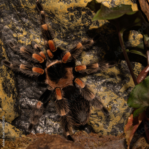 Brachypelma hamorii - Tarantula photo