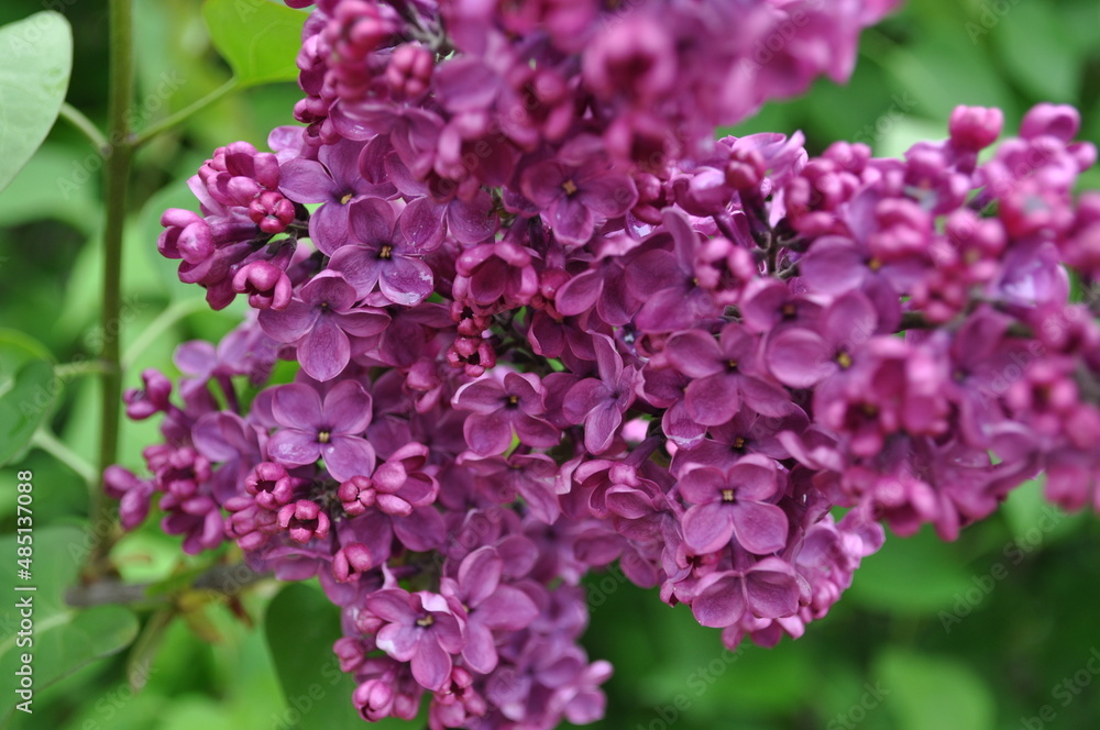flowering branch of lilac against the background of green foliage in spring flowering branch of lilac against the background of green foliage in spring