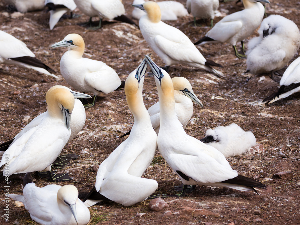 Closeup of two northern gannets touching beaks in typical fencing behaviour while in their breeding colony of Bonaventure Island, Percé, Quebec, Canada Closeup of two northern gannets touching beaks in typical fencing behaviour while in their breeding colony of Bonaventure Island, Percé, Quebec, Canada