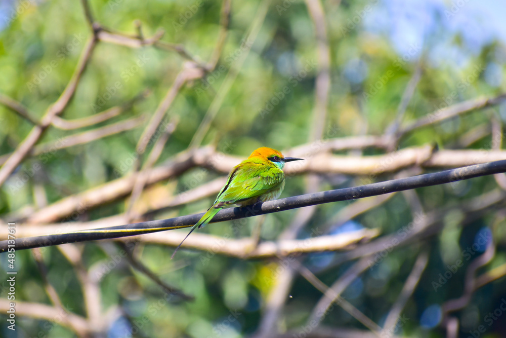 Green bee-eater on the branch.