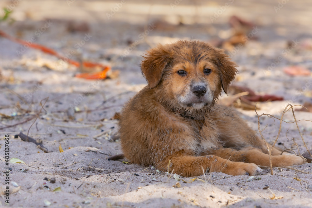 Sandy Beach pupy portrait