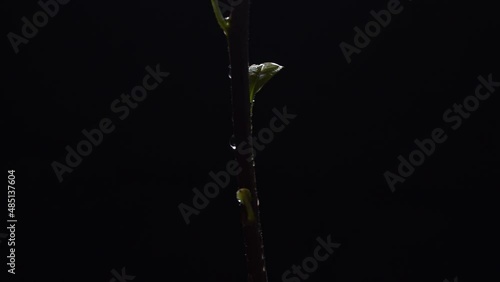 water drop on green leaf