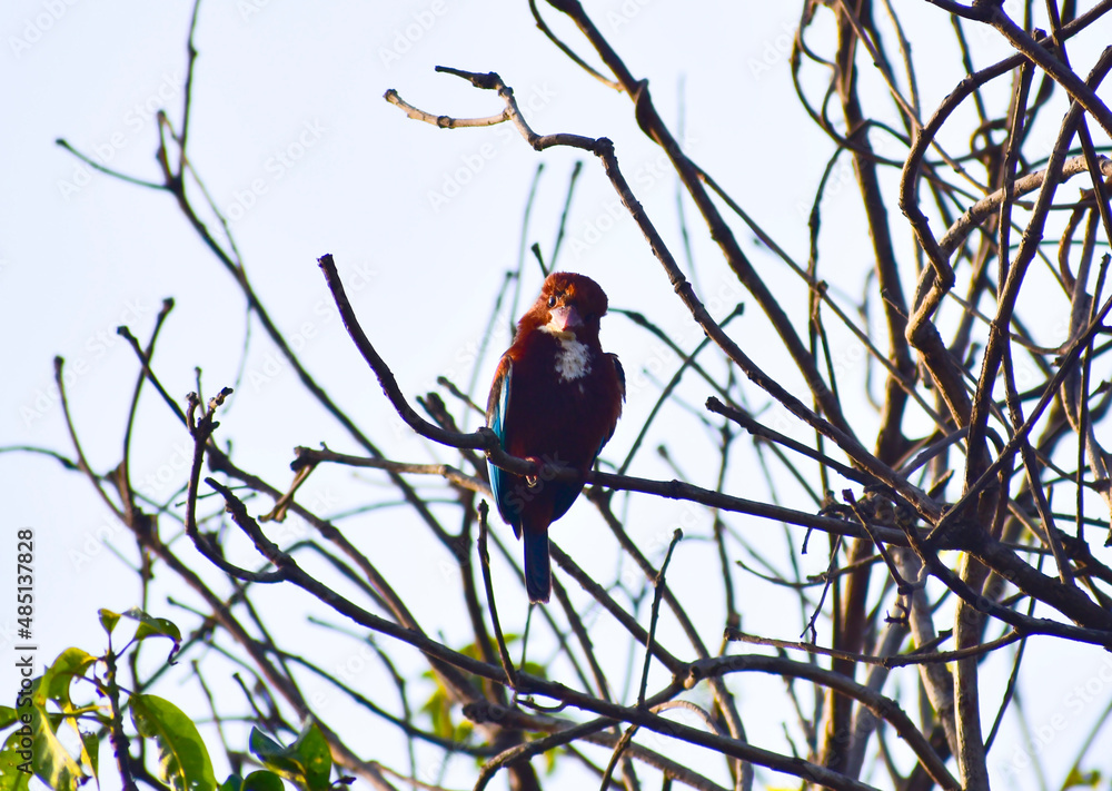 The white-throated kingfisher also known as the white-breasted kingfisher is a tree kingfisher sitting on a branch The white-throated kingfisher also known as the white-breasted kingfisher is a tree kingfisher sitting on a branch