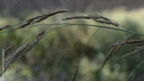 closeup of grass in the field