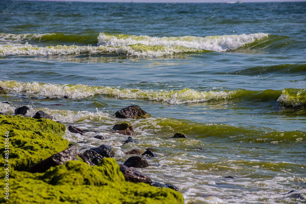 Stones covered with algae on the sandy beach of the sea in the bright sun and small waves