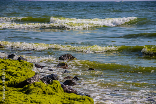 Stones covered with algae on the sandy beach of the sea in the bright sun and small waves © Oleh Marchak