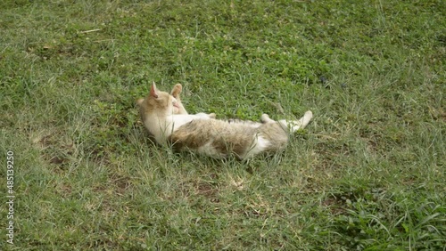 white cat on the grass