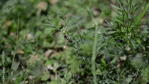 insect sucking nectar from grass in the wind