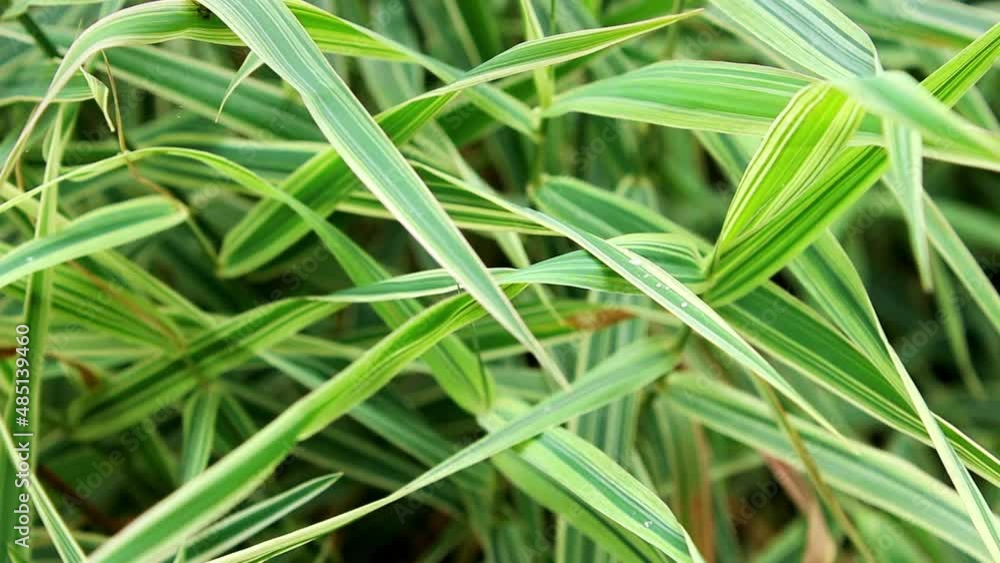 Background of decorative sedge. Striped green grass Variegated Sedge. Decorative long grass, evergreen sedge with white and green striped foliage Background of decorative sedge. Striped green grass Variegated Sedge. Decorative long grass, evergreen sedge with white and green striped foliage