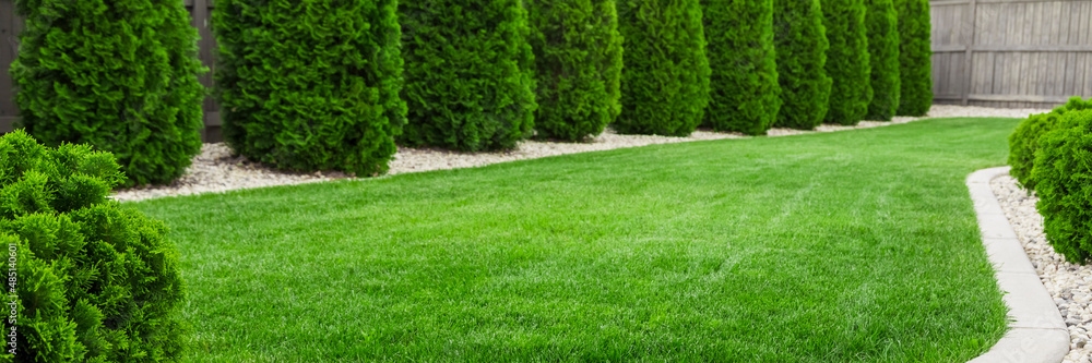 Backyard with natural green grass, fresh lawn
