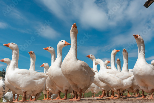 Farm animals in the countryside