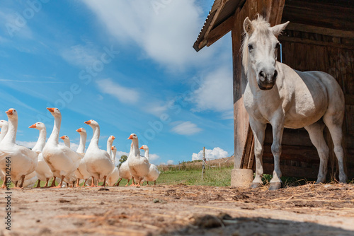 Fototapeta Naklejka Na Ścianę i Meble -  Horse and geese - farm animals in the countryside