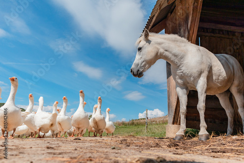 Horse and geese - farm animals in the countryside