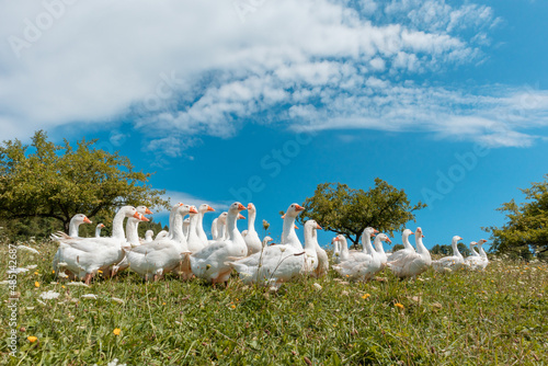 Farm animals in the countryside