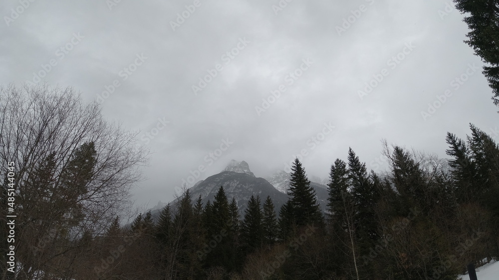 Alpen-Schnee-Wald