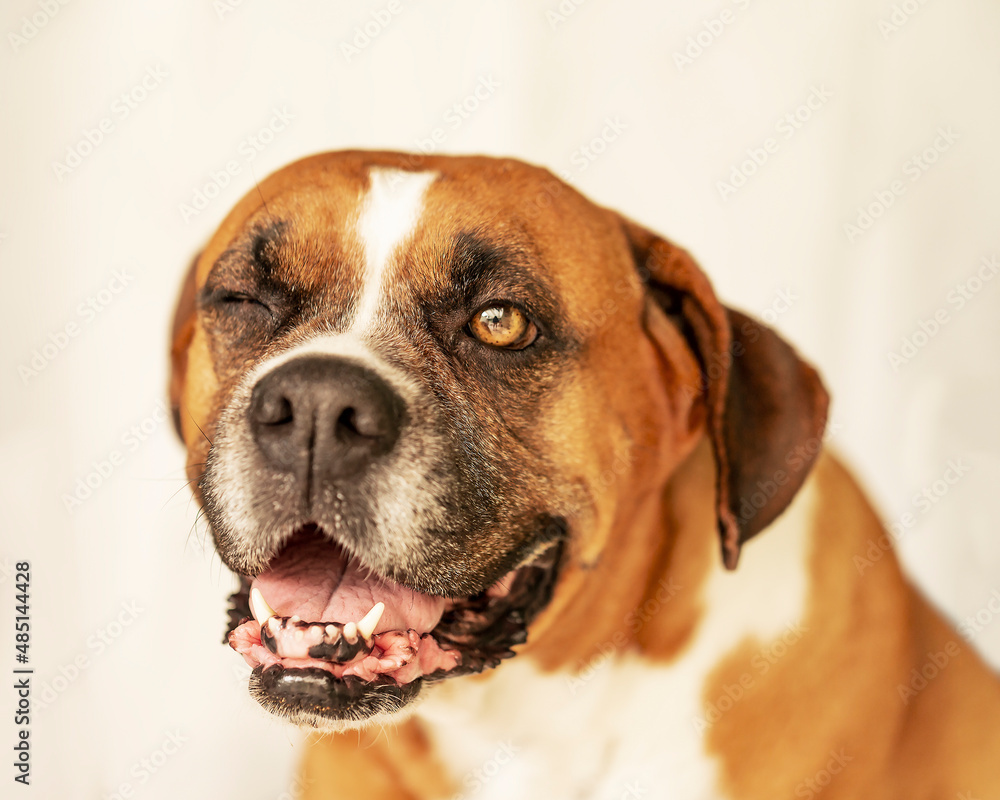 Cão Dog Boxer Cachorro